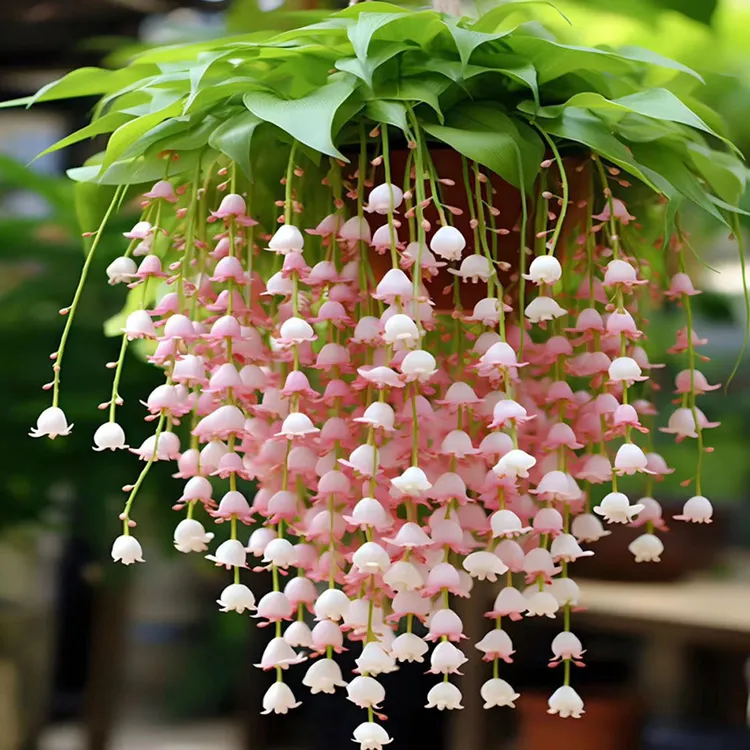 风铃花四季易活阳台庭院盆栽花卉绿植物花种子籽花籽室外室内开花