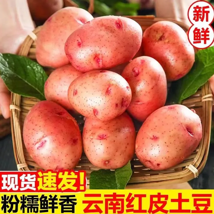 云南土豆新鲜现挖现发红皮黄心土豆小土豆种子洋芋农家自种包邮