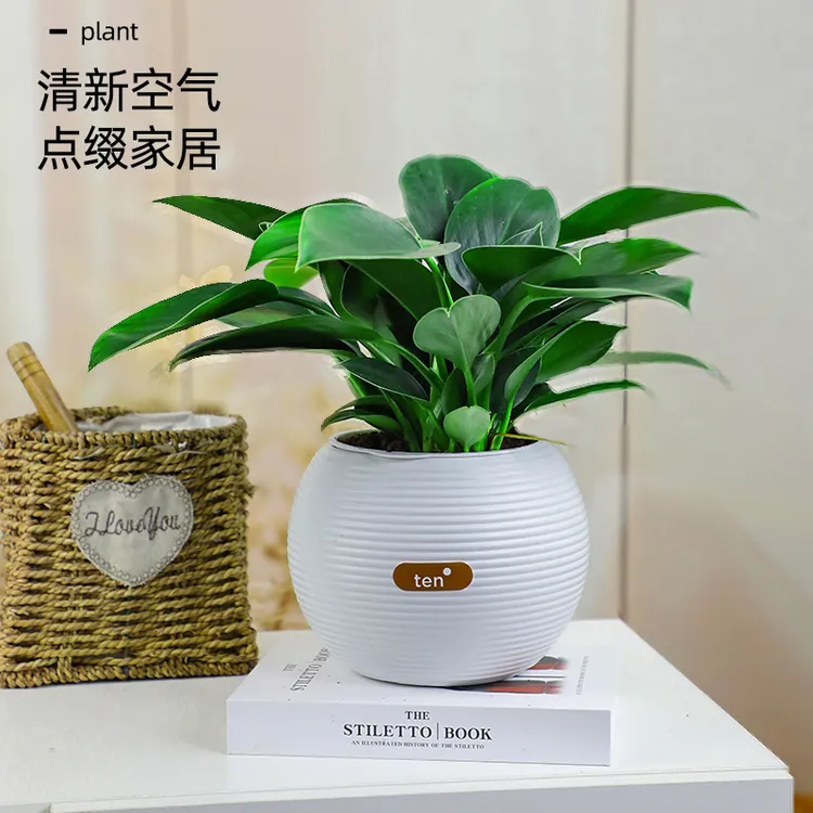 金钻盆栽绿萝箩室内植物耐阴花卉水培绿植盆景好养多肉新房吸除