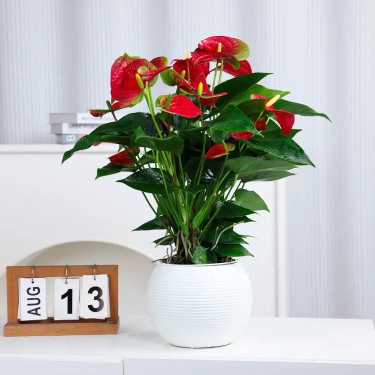 红掌盆栽办公室客厅室内开花好养植物水培大花朵绿萝基地绿植花卉