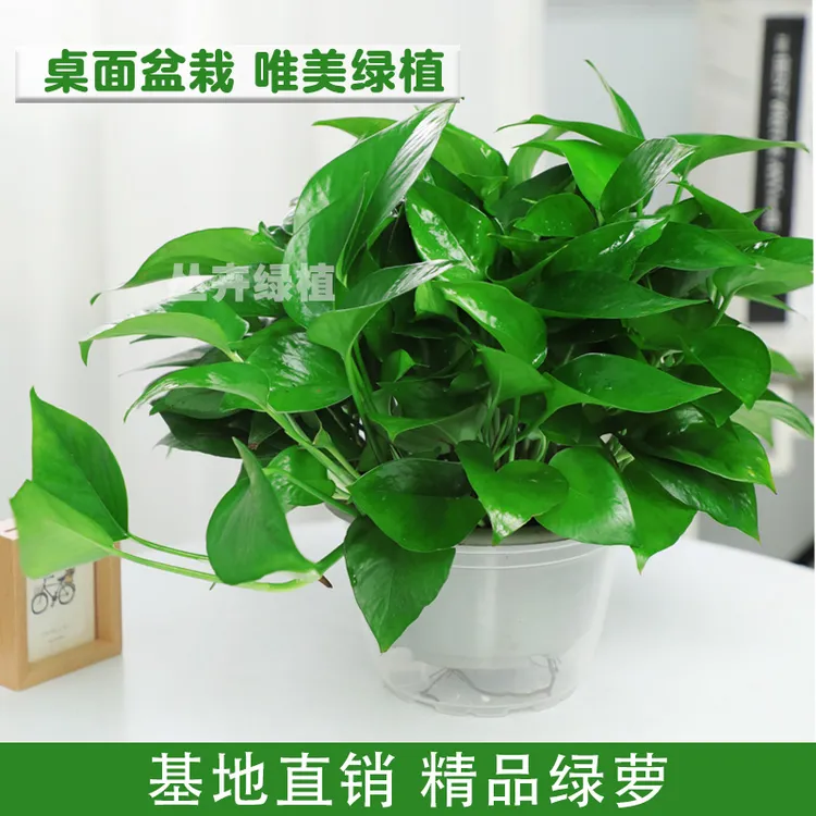 {直播专享}培育绿萝盆栽室内吸甲醛净化空气植物精美绿箩室内植物