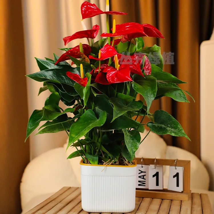 红掌盆栽室内绿植一帆风顺花卉植物室内玄关可水培绿植美观绿植