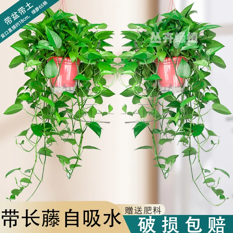 绿萝长藤 垂吊室内吊兰吸甲醛花卉植物盆栽大绿萝爬墙长藤款美观