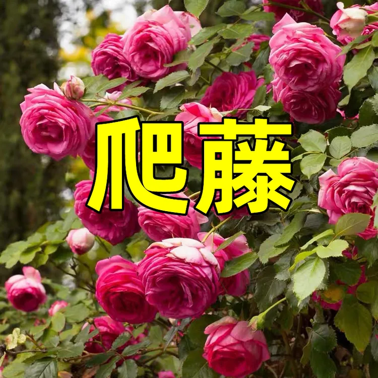 蔷薇花苗爬藤月季四季开花 大花浓香 阳台庭院种植简单易养送肥料