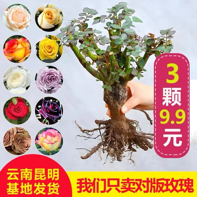 【云南玫瑰花苗盆栽老桩】四季开花大花浓香阳台庭院种植简单送肥料