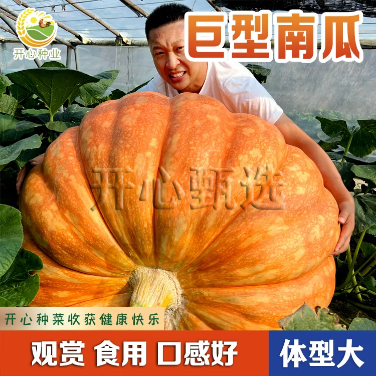 【开心】巨型南瓜种子大南瓜种子农家种植观赏食用大南瓜籽