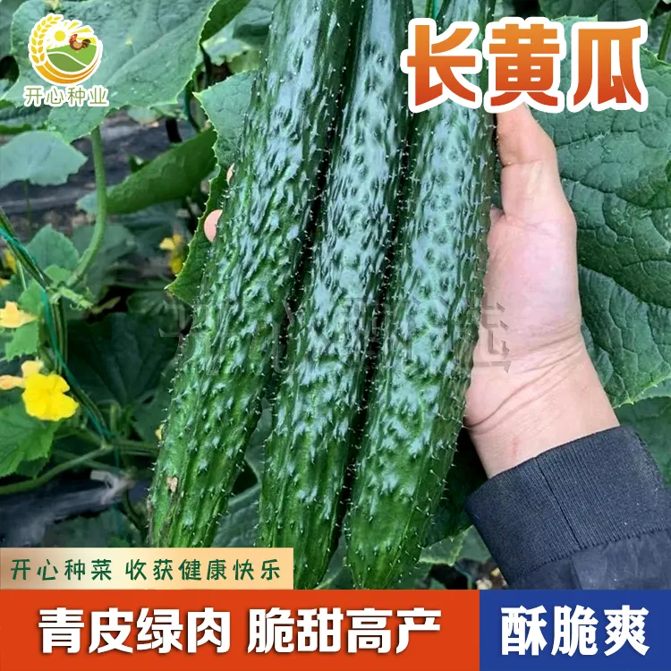 【开心甄选】强磁长黄瓜种子小院种植耐热四季阳台种植简单田园小院