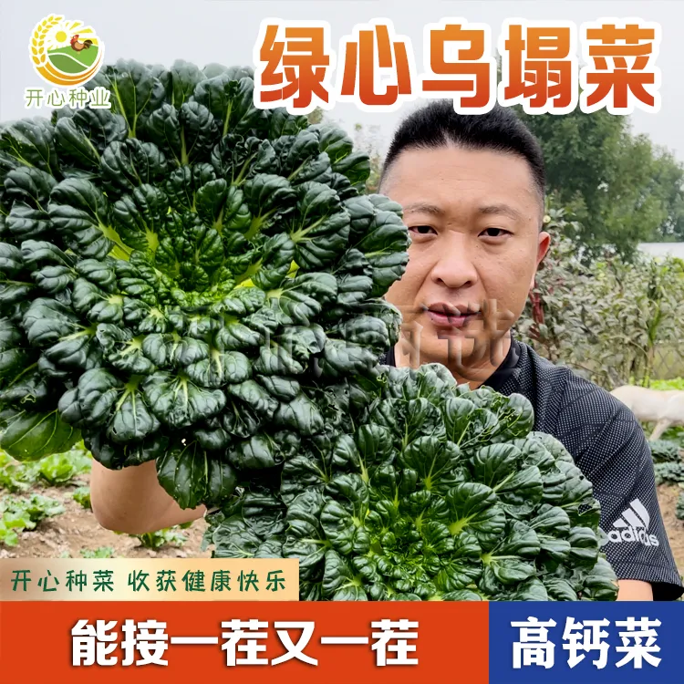 【开心甄选】乌塌菜种子耐寒绿心乌冬季可阳台盆栽蔬菜籽种植简单