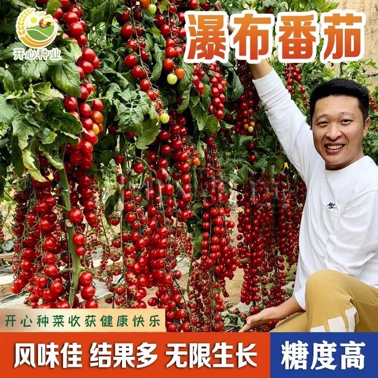 【瀑布番茄种子蔬菜】樱桃小西红柿籽盆栽阳台小院种植生长移栽育苗