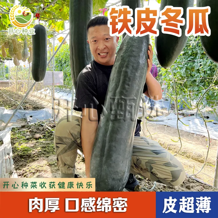 【开心甄选】黑皮冬瓜种子铁皮巨型菜冬瓜籽移栽庭院春秋种植蔬菜籽