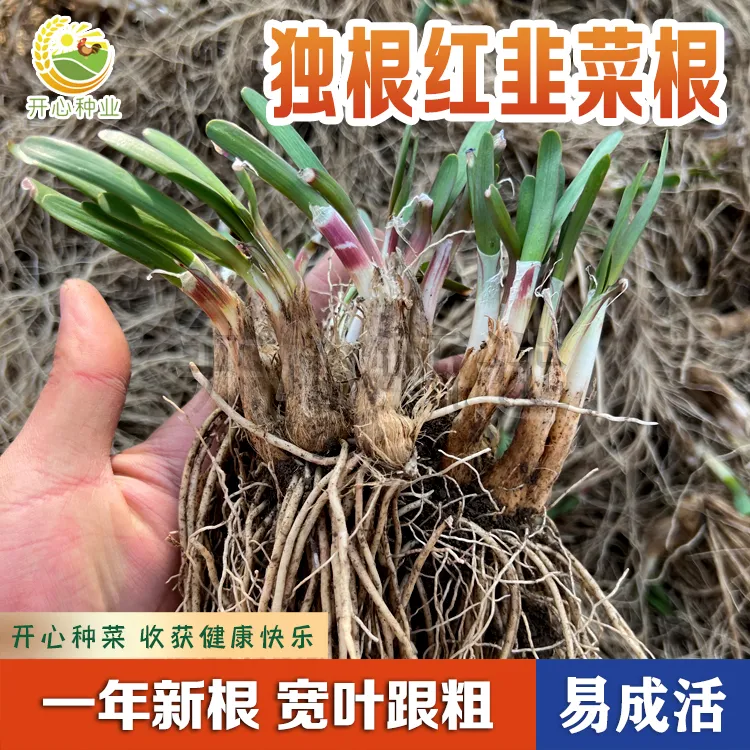 【开心】独根红韭菜根 老品种香味浓四季菜阳台盆栽小院种植简单