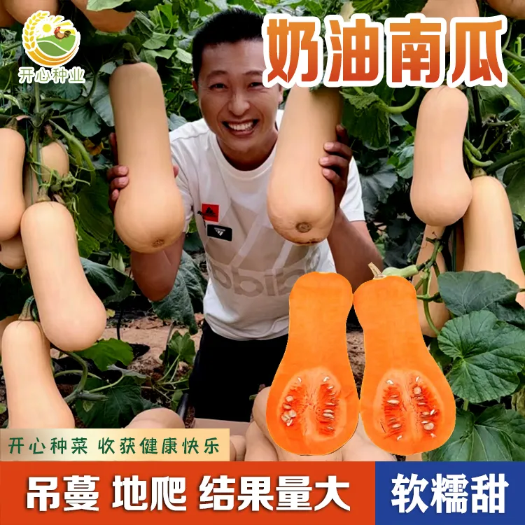 【开心甄选】奶油南瓜种子各种蔬菜籽南瓜籽甜糯南瓜小院种植阳台