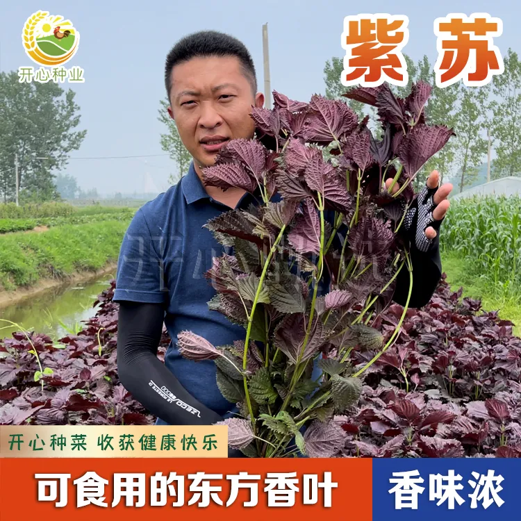 【开心甄选】紫苏种子 双色紫苏种籽阳台小院播种蔬菜种子