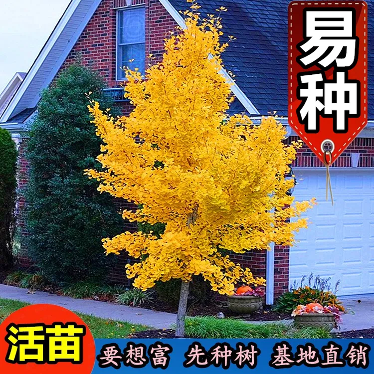 银杏海棠白兰花树苗别墅庭院绿化花卉植物四季风景树耐寒名贵