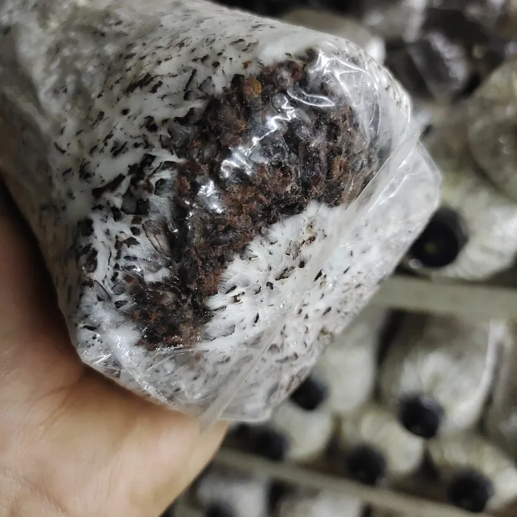 棉壳玉米芯平菇菌种三级种（6个/箱）