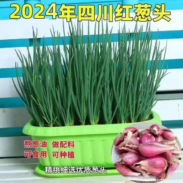 2025新货四川小香葱头火葱头红葱头四季小香葱盆栽蔬菜带芽1斤