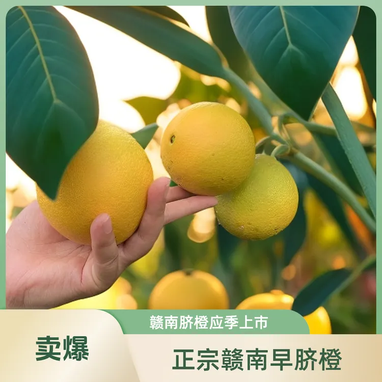 现摘赣南早脐橙应季鲜果香甜多汁正宗江西寻乌果园直发送开橙器