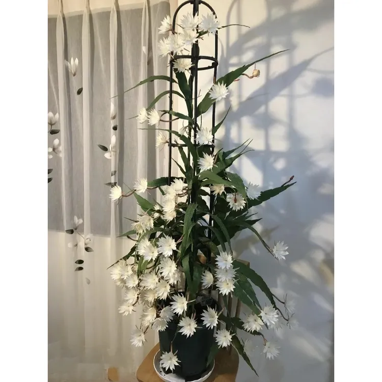 昙花苗花卉盆栽植物室内阳台庭院四季好养易活小叶令箭荷花带花苞