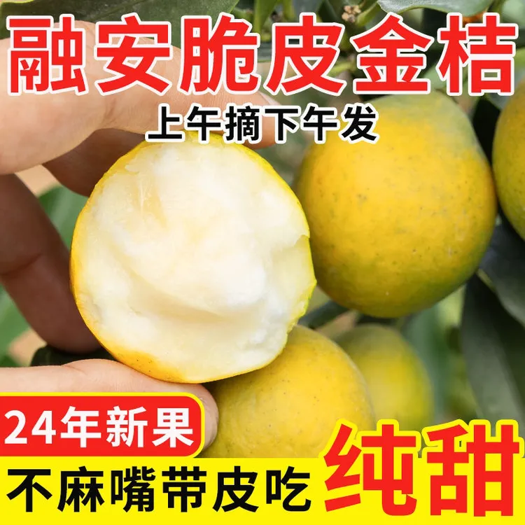 【爆甜】正宗广西融安滑皮金桔脆甜无酸新鲜脆皮金桔当季水果滑皮橘