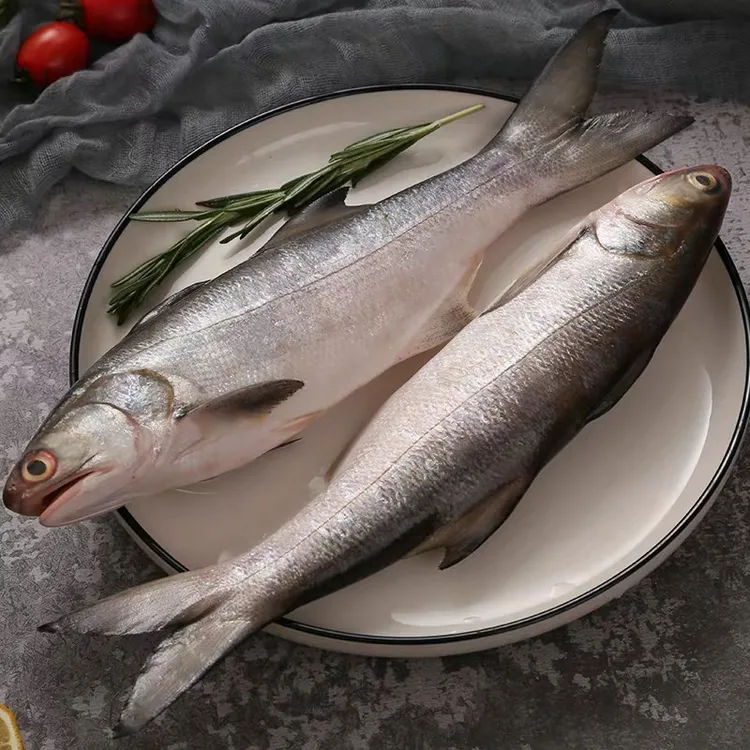 马友鱼3斤/5斤  闽南午鱼刺身级养殖海鲜东山岛午笋章跳 新鲜发货