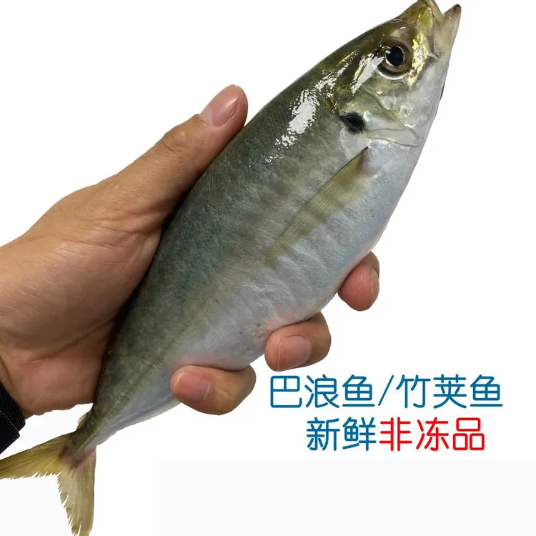 土豪巴浪鱼10条装  新鲜发货 不是速冻鱼 刺身养殖小竹荚鱼东山岛