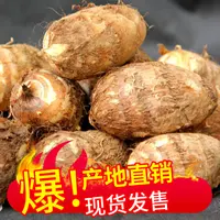  【毛芋儿】新鲜四川现挖芋艿毛芋仔芋子软滑糯3/5/8斤芋头香芋柔滑