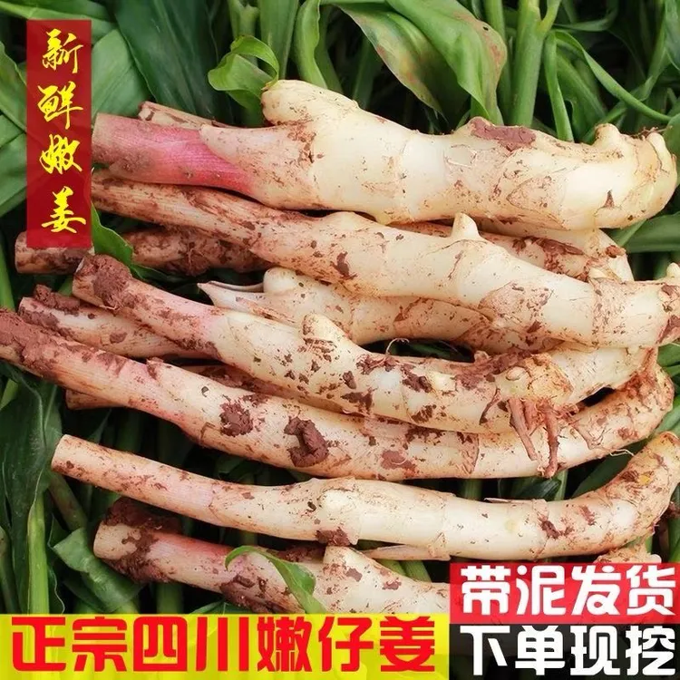 【威远精品大仔姜】嫩姜应季生姜新鲜非老姜散装0.5/1/2/3/4/5斤