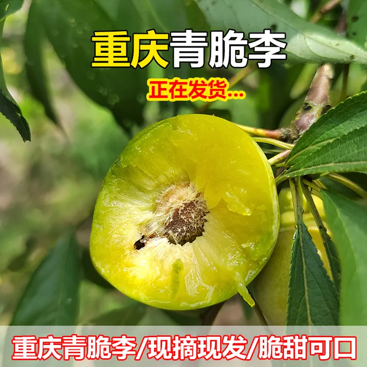 重庆高山青脆李脱骨李现摘现发应季水果5斤包邮