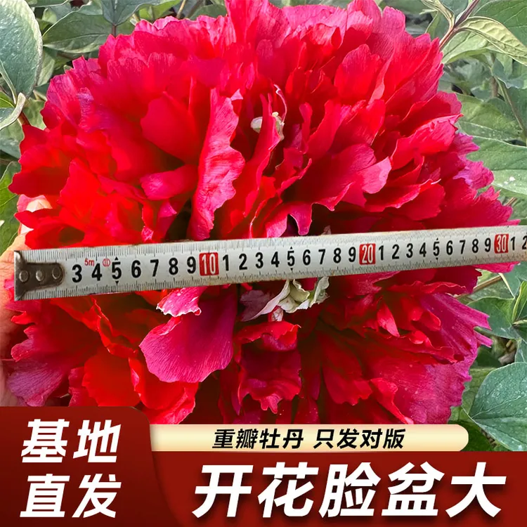 【带盆发货】正宗洛阳观赏牡丹花苗大花多层重瓣老桩花卉耐寒易活