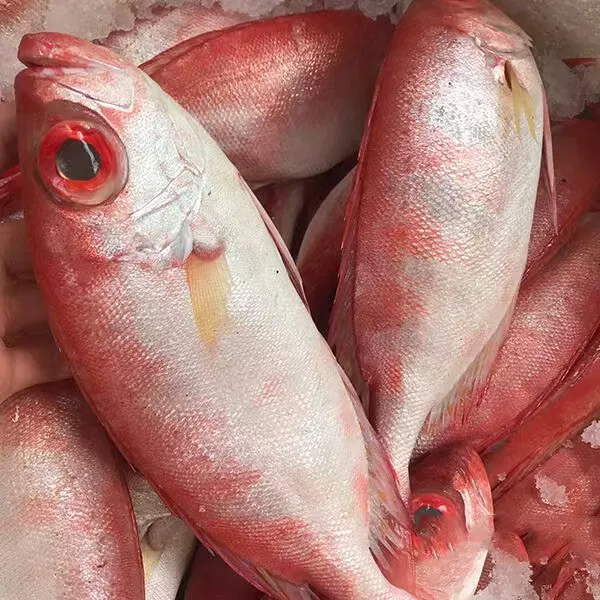 【阳江当日上岸】渔民海捕野生红目鲢大眼鱼红莲鱼冷链发货