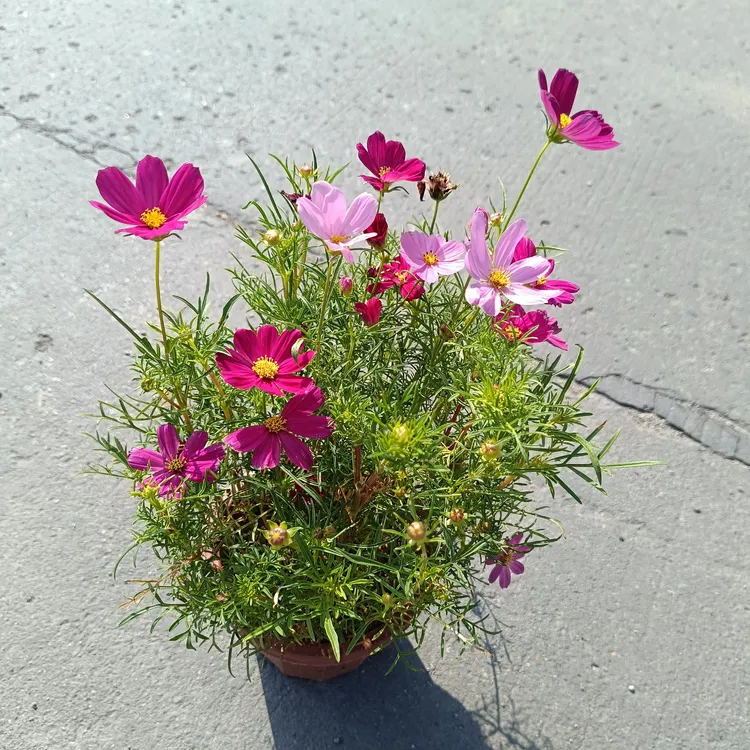 波斯菊盆栽格桑花多色混种带花发货庭院阳台新手花卉易活室外花卉