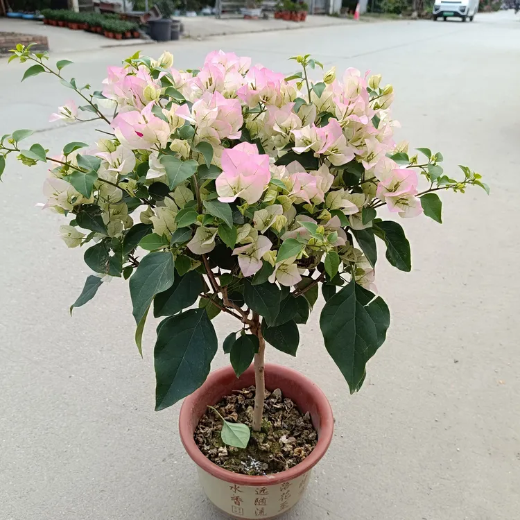 三角梅盆栽带花发货阳台庭院花卉好养耐旱多年生