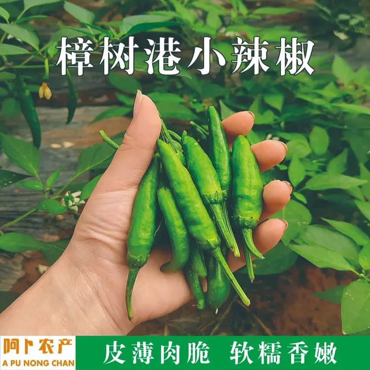 正宗湖南樟树港辣椒湘阴特辣新鲜现摘现发原产地正宗樟树港辣椒