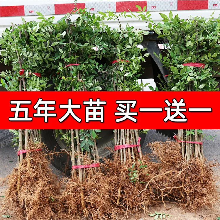 花椒树苗大红袍当年结果无刺四川麻椒食用盆栽南方北方种植花椒树
