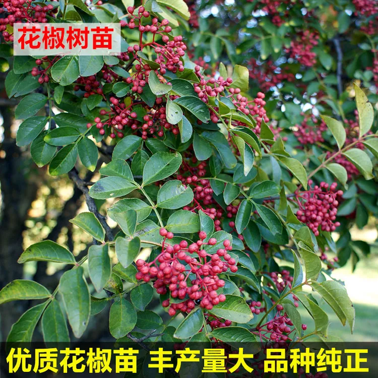 花椒苗树大红袍花椒树苗盆栽地栽无刺食用四川花椒树小苗当年结果