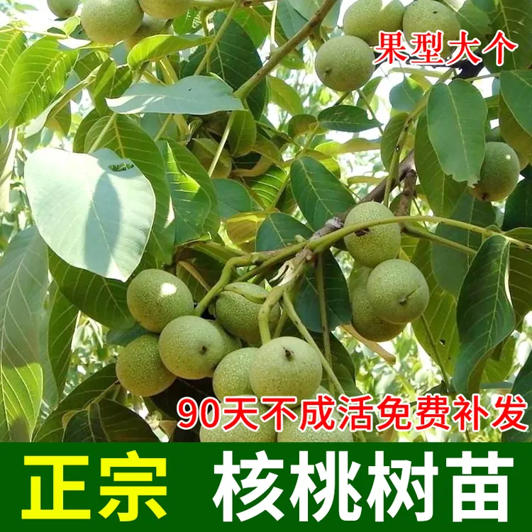嫁接核桃树苗果树苗南北方种植山核桃苗8518地栽薄壳纸皮当年结果