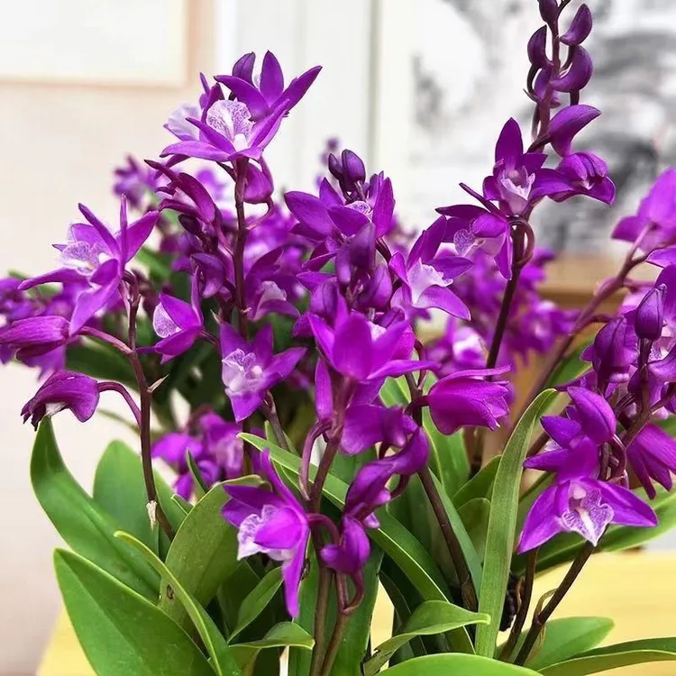 带花苞澳洲香水石斛兰花浓香型四季开花浓香室内桌面绿植盆栽花卉