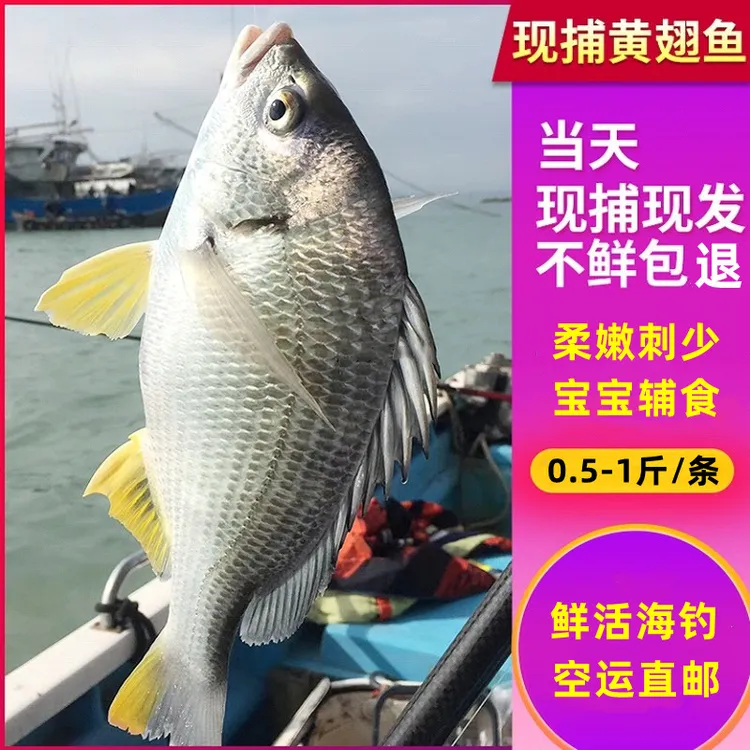  专注海捕 专注品质 海捕黄翅鱼  活捕急冻 不鲜包退 0.5-1斤/条 