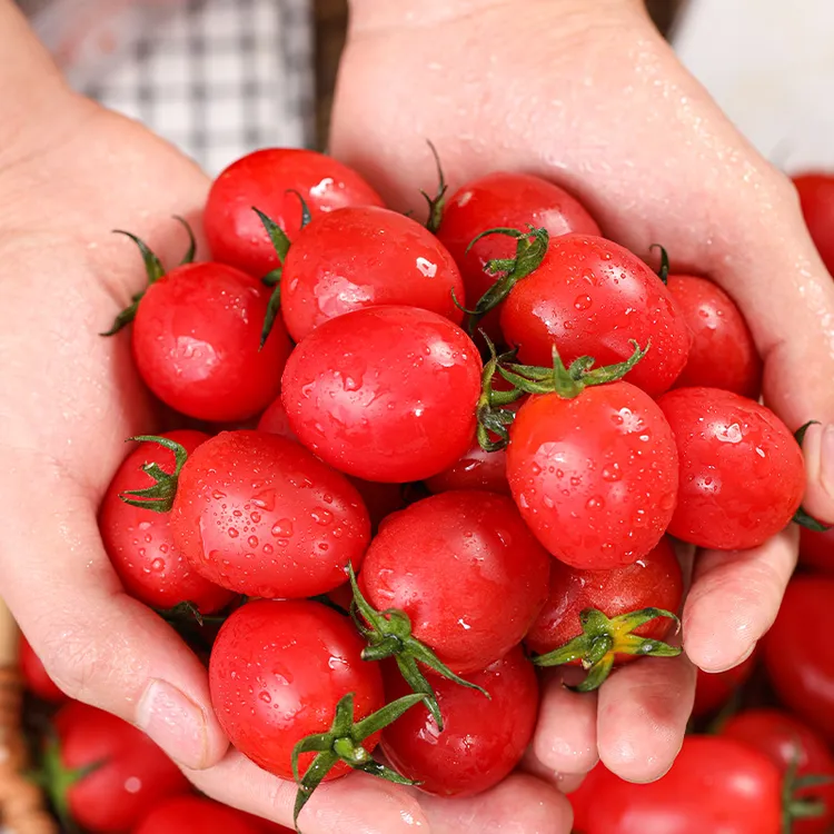 圣女果新鲜山东千禧小番茄当季水果小西红柿樱桃柿子1斤3斤5斤邮