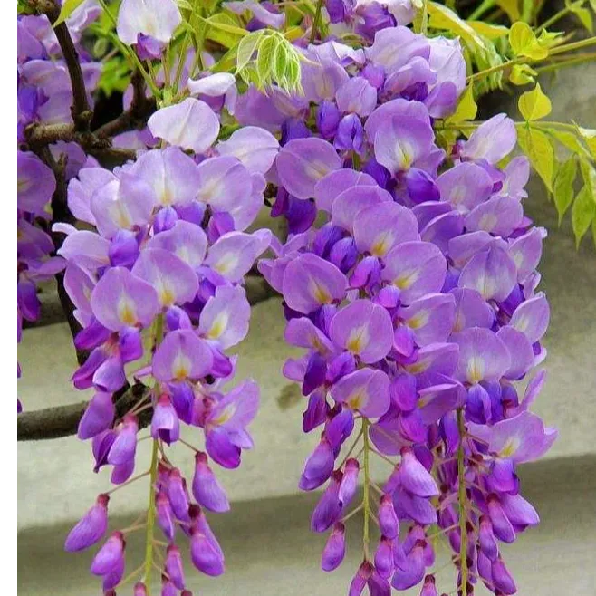 [紫藤]爬藤当年开花别墅庭院花架阳台走廊均可适合南北方均可种植