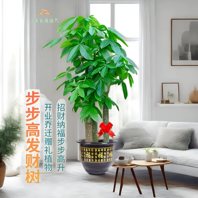 步步高精选大气盆栽摆放绿植大株开业绿植盆栽发财树大棵盆栽