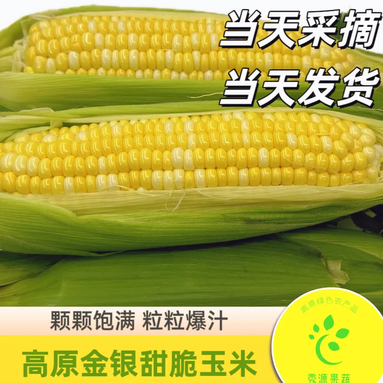 【精品特级】云南金银水果玉米甜玉米新鲜代餐即食饱满带皮3/ 5/9斤