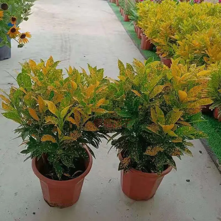 大盆洒金榕盆栽黄金变叶木树苗室内阳台庭院植物耐热好养净化空气