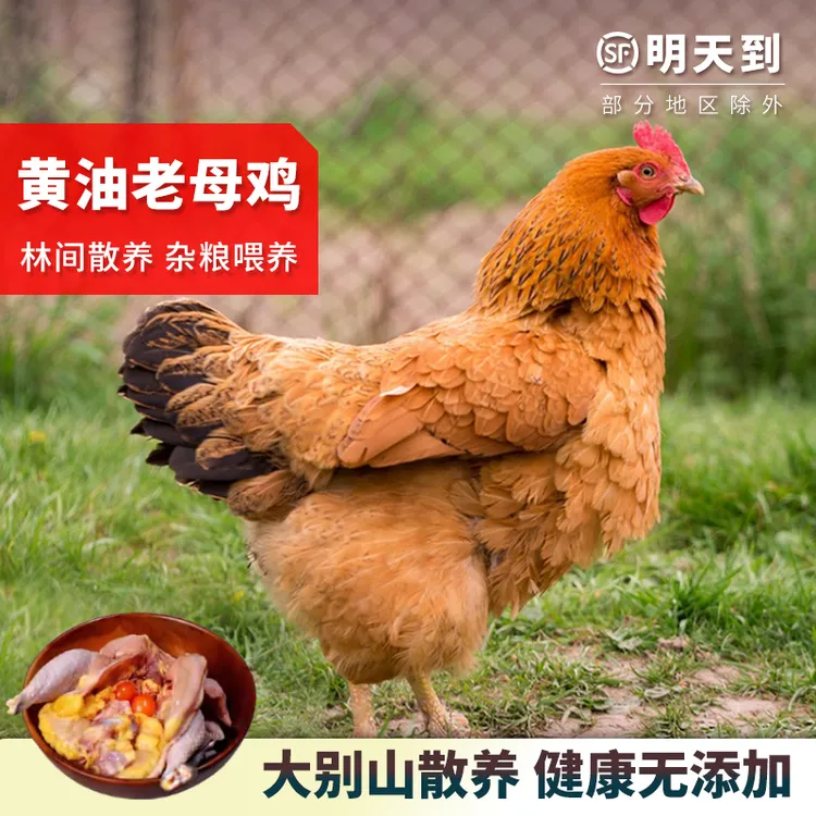 【味养】大别山散养黄油老母鸡1400g*2 煲汤佳品 鲜宰 顺丰冷链