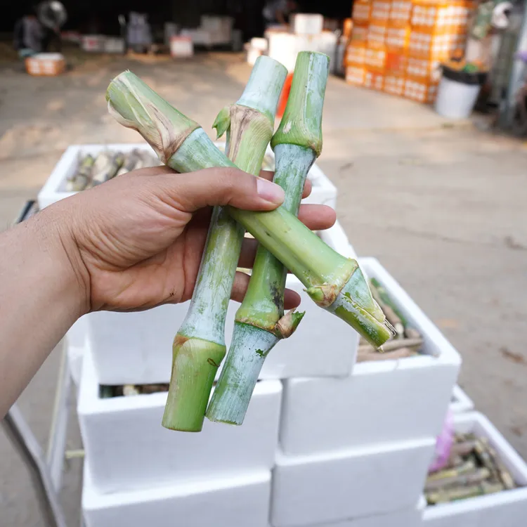 甜象草3号种节无毛耐寒牛羊鱼草料多年生养鱼专用黑麦草牧草种