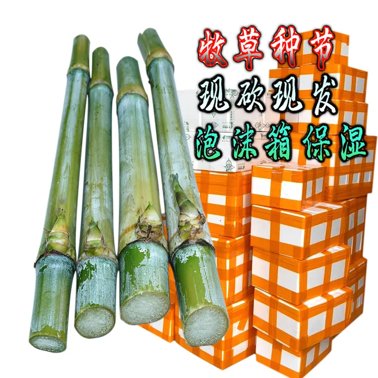 巨菌草皇竹草甜象草紫象草种节产地泡沫箱保鲜保湿发货催芽优质