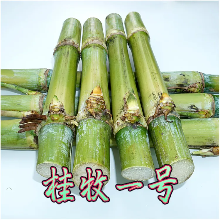 无毛甜象草3号桂牧一号巨菌草皇竹草高产多年生优质牧草种鱼草
