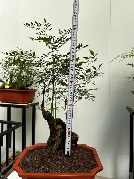 南天竹老桩送长辈表达祝福健康长寿吉祥好运