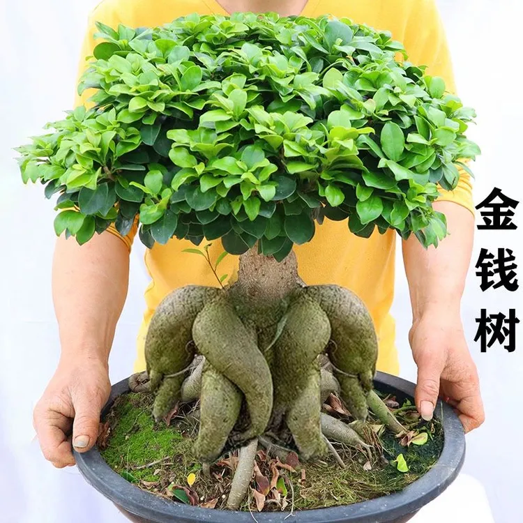 【30年老桩】大人参榕小叶榕四季常青耐寒榕树造型树桩客厅苗室内外