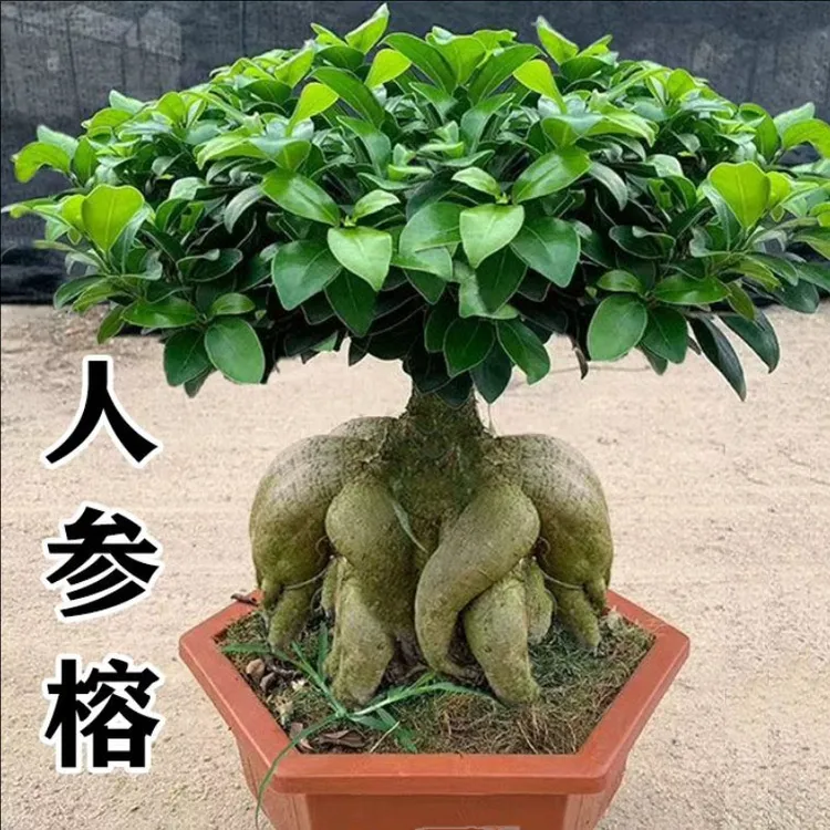 【30年老桩】榕树盆景老桩大型室内造型小叶人参榕树盆景四季常青